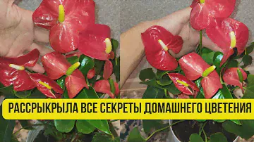 Антуриум уход. Как добиться пышного и непрерывного цветения  в домашних условиях.   #антуриум#