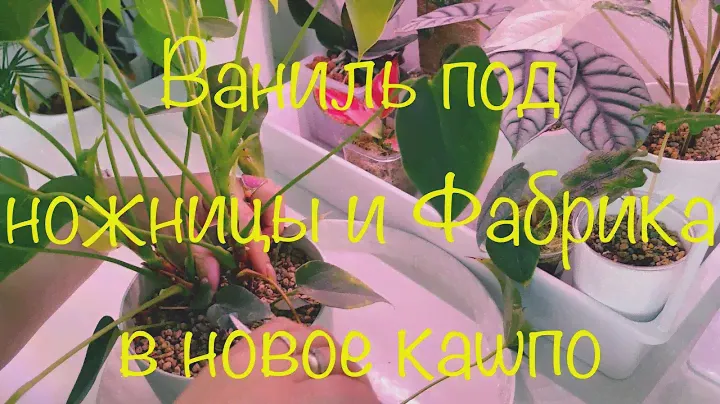Антуриум Ваниль омоложение ! Орхидее Фабрике  свежую посадку