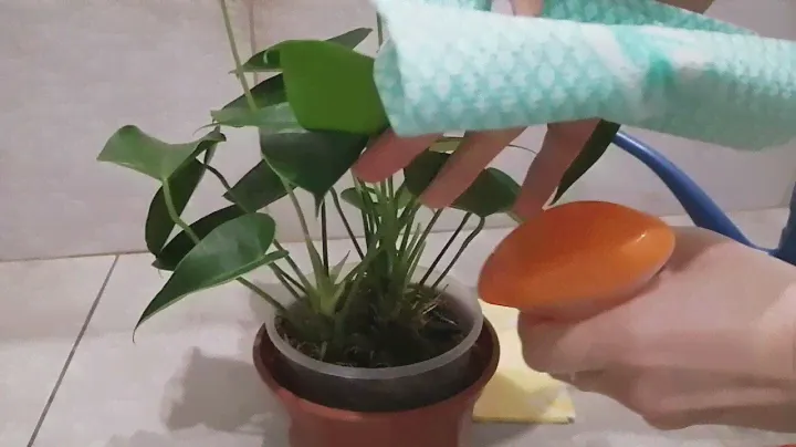 АНТУРИУМ. ПОЛИВ и УДОБРЕНИЕ во мхе быстро и просто ☘️🌺☘️  Ванилла.